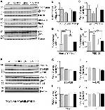 VAMP2 Antibody in Western Blot (WB)