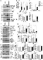 VAMP2 Antibody in Western Blot (WB)