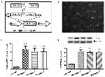 Securin Antibody in Western Blot (WB)