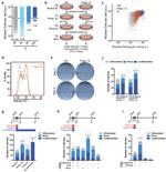 Nanog Antibody in Immunocytochemistry, Flow Cytometry (ICC/IF, Flow)