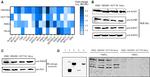 ALAS1 Antibody in Western Blot (WB)