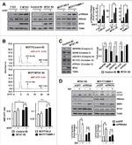 OxPhos Rodent WB Antibody in Western Blot (WB)