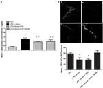 Doublecortin Antibody in Immunohistochemistry, Immunocytochemistry (IHC, ICC/IF)