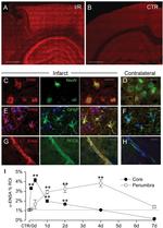 RECA-1 Monoclonal Antibody (HIS52)
