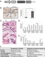 SPDYA Antibody in Immunohistochemistry (IHC)