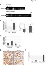 SPDYA Antibody in Immunohistochemistry (IHC)
