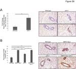 SPDYA Antibody in Immunohistochemistry (IHC)