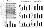 Phospho-Tau (Thr231) Antibody in Western Blot (WB)