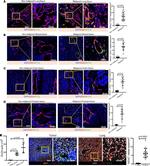 CD31 Antibody in Immunohistochemistry, Immunocytochemistry (IHC, ICC/IF)