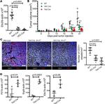 CD31 Antibody in Immunohistochemistry (Frozen), Immunocytochemistry (IHC (F), ICC/IF)