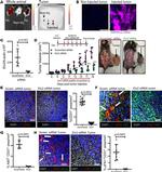 CD31 Antibody in Immunohistochemistry (Frozen), Immunocytochemistry (IHC (F), ICC/IF)