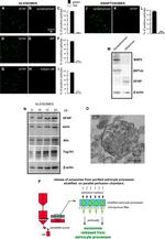 Alix Antibody in Western Blot (WB)