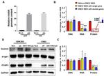 PCBP2 Antibody in Western Blot (WB)