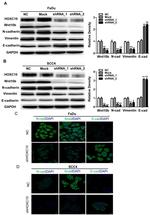 Snail1 Antibody in Immunocytochemistry (ICC/IF)