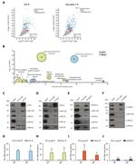 EphB2 Antibody in Western Blot, Immunoprecipitation (WB, IP)
