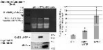MMP2 Antibody in Western Blot (WB)