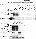 MMP2 Antibody in Western Blot (WB)