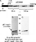 6x-His Tag (C-term) Antibody in Western Blot (WB)