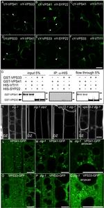 GST Tag Antibody in Western Blot (WB)