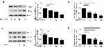 FAM3A Antibody in Western Blot (WB)