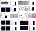 FAM3A Antibody in Western Blot (WB)