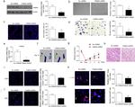 FAM3A Antibody in Western Blot (WB)