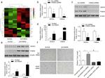 FAM3A Antibody in Western Blot (WB)