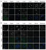 YAF2 Antibody in Immunocytochemistry (ICC/IF)