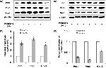 PRDX2 Antibody in Western Blot (WB)