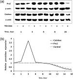 Catalase Antibody in Western Blot (WB)