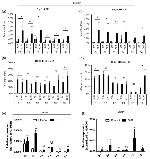 H3K27ac Antibody in ChIP Assay (ChIP)
