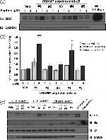 6x-His Tag (C-term) Antibody in Western Blot (WB)