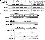 Myc Tag Antibody in Western Blot (WB)
