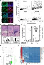 IL-8 (1-77) (CXCL8) Monoclonal Antibody (NAP II), eBioscience™