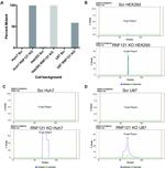 RNF121 Antibody in Western Blot (WB)
