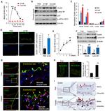 OCT4 Antibody in Immunohistochemistry, Immunocytochemistry (IHC, ICC/IF)