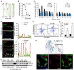 OCT4 Antibody in Immunohistochemistry, Immunocytochemistry (IHC, ICC/IF)