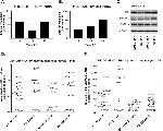 PXR Antibody in Western Blot (WB)