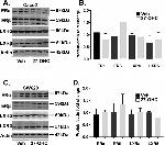 LXR alpha Antibody in Western Blot (WB)