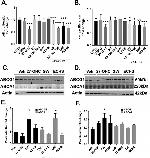 ABCG1 Antibody in Western Blot (WB)