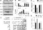 SPRY4 Antibody in Western Blot (WB)