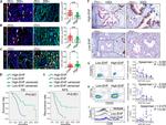 EHF Antibody in Immunohistochemistry (IHC)