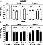 SynGAP Antibody in Western Blot (WB)