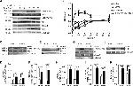 Phospho-IRS1 (Tyr612) Antibody in Western Blot (WB)