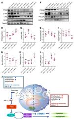 VEGF Antibody in Western Blot (WB)