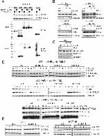 TTLL1 Antibody in Western Blot (WB)
