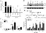 SEMA5A Antibody in Western Blot (WB)