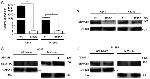 SEMA5A Antibody in Western Blot (WB)