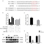 BAMBI Antibody in Western Blot (WB)