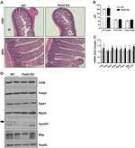 MOGAT2 Antibody in Western Blot (WB)
